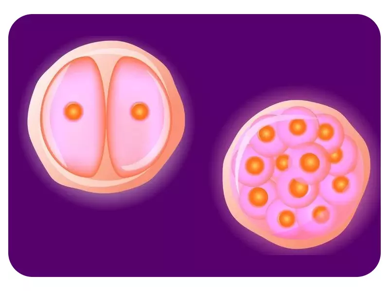 کمک به تخمک ها برای تولید تخمک بیشتر در IVF یا لقاح مصنوعی