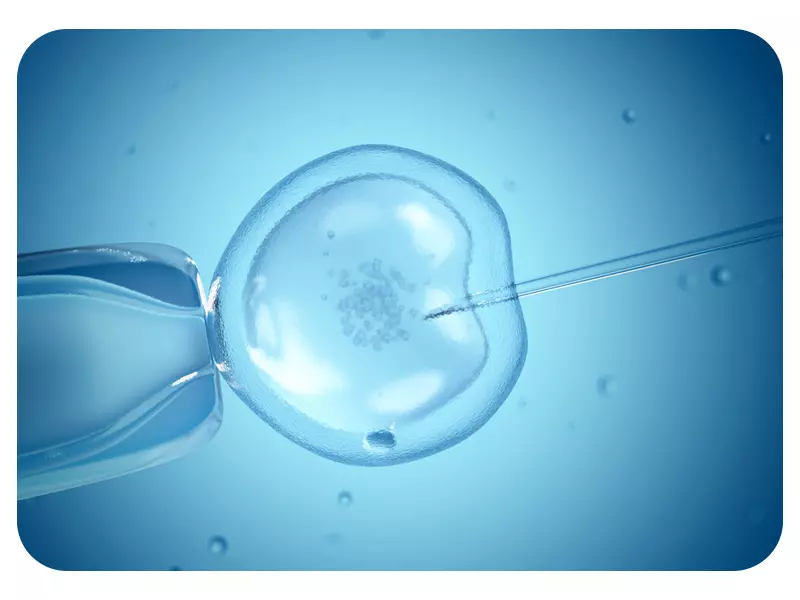 بارور شدن تخمک در IVF یا لقاح مصنوعی