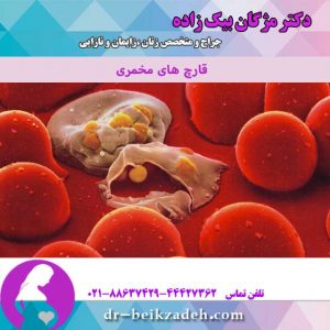 قارچ-های-مخمری